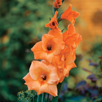 Gladiolus- Orange Sun