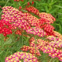 Paprika Yarrow