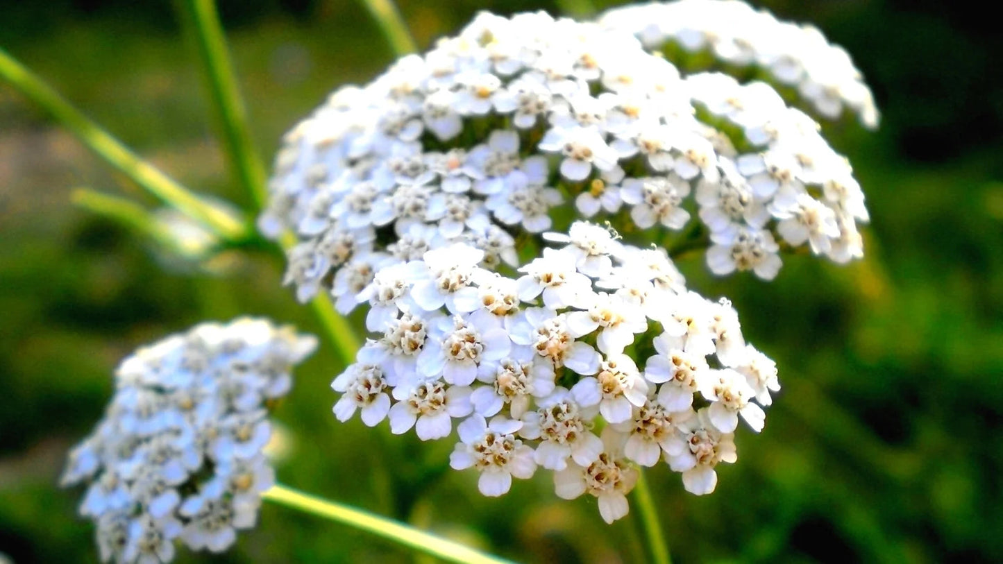 Heirloom Achillea Millefolium Flower Seeds for Planting, Non-GMO - Achillea for planting in home garden