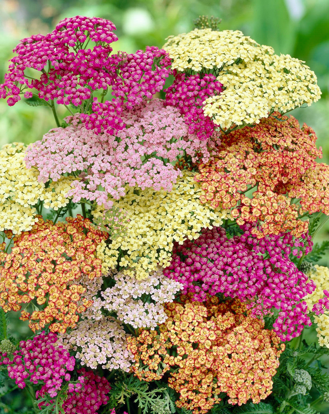 Pastel Paradise Yarrow Mixture