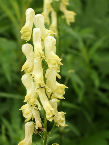 Heirloom Lycoctonum Flower Seeds, Non-GMO Tall Spiked Blooms for Cottage and Woodland Garden Planting