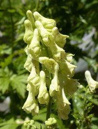 Heirloom Lycoctonum Flower Seeds, Non-GMO Tall Spiked Blooms for Cottage and Woodland Garden Planting for planting in home garden