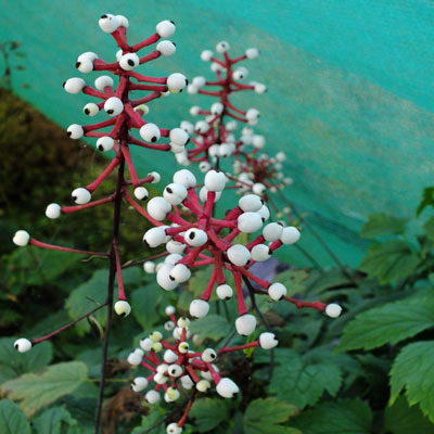 Misty Blue White Doll's Eyes