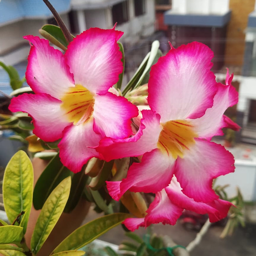 Dorset Adenium Flower Seeds for planting in home garden