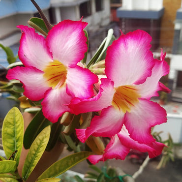 Dorset Adenium Flower Seeds – Heirloom Non-GMO Desert Rose Blooms for Unique Garden Planting
