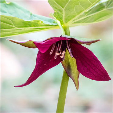 Purple Trillium