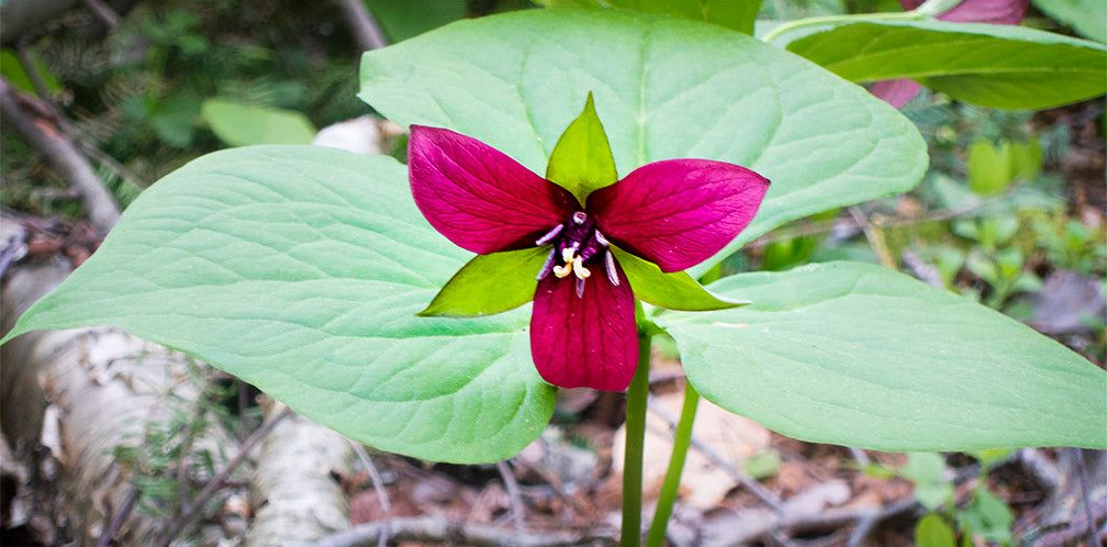 Purple Trillium