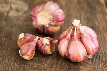 Chesnok Red – Garlic s