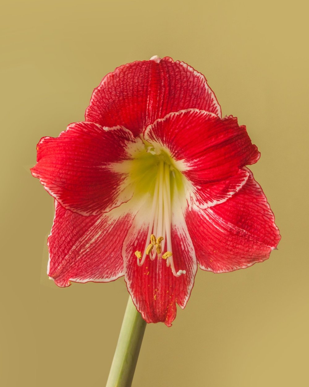 Silver Dream Amaryllis  Seeds