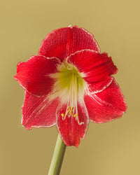 Silver Dream Amaryllis  Seeds