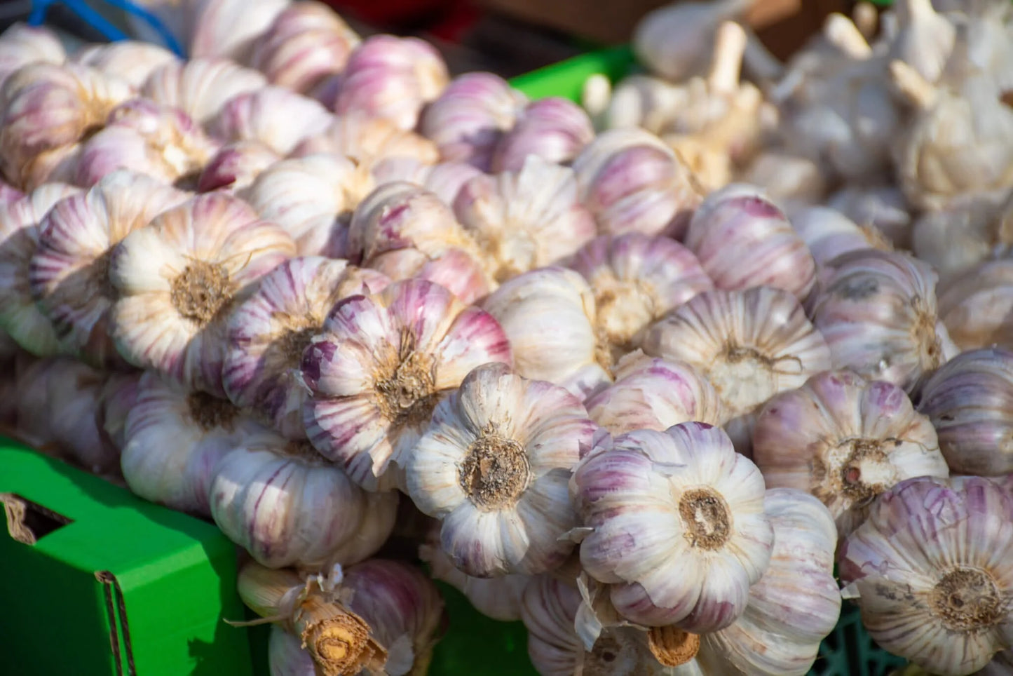 Inchelium Red – Garlic s