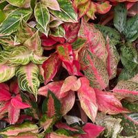 Heirloom Non-GMO Mixed Aglaonema Indoor Plant Seeds
