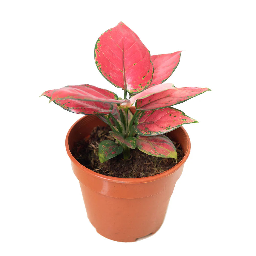 Heirloom Non-GMO Aglaonema Plant Seeds for Planting – Decorative Low-Light Foliage for Indoor Gardens