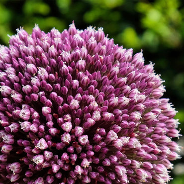 Summer Drummer Allium Seeds