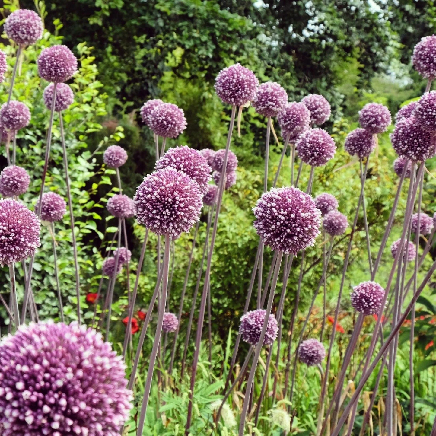 Summer Drummer Allium Seeds