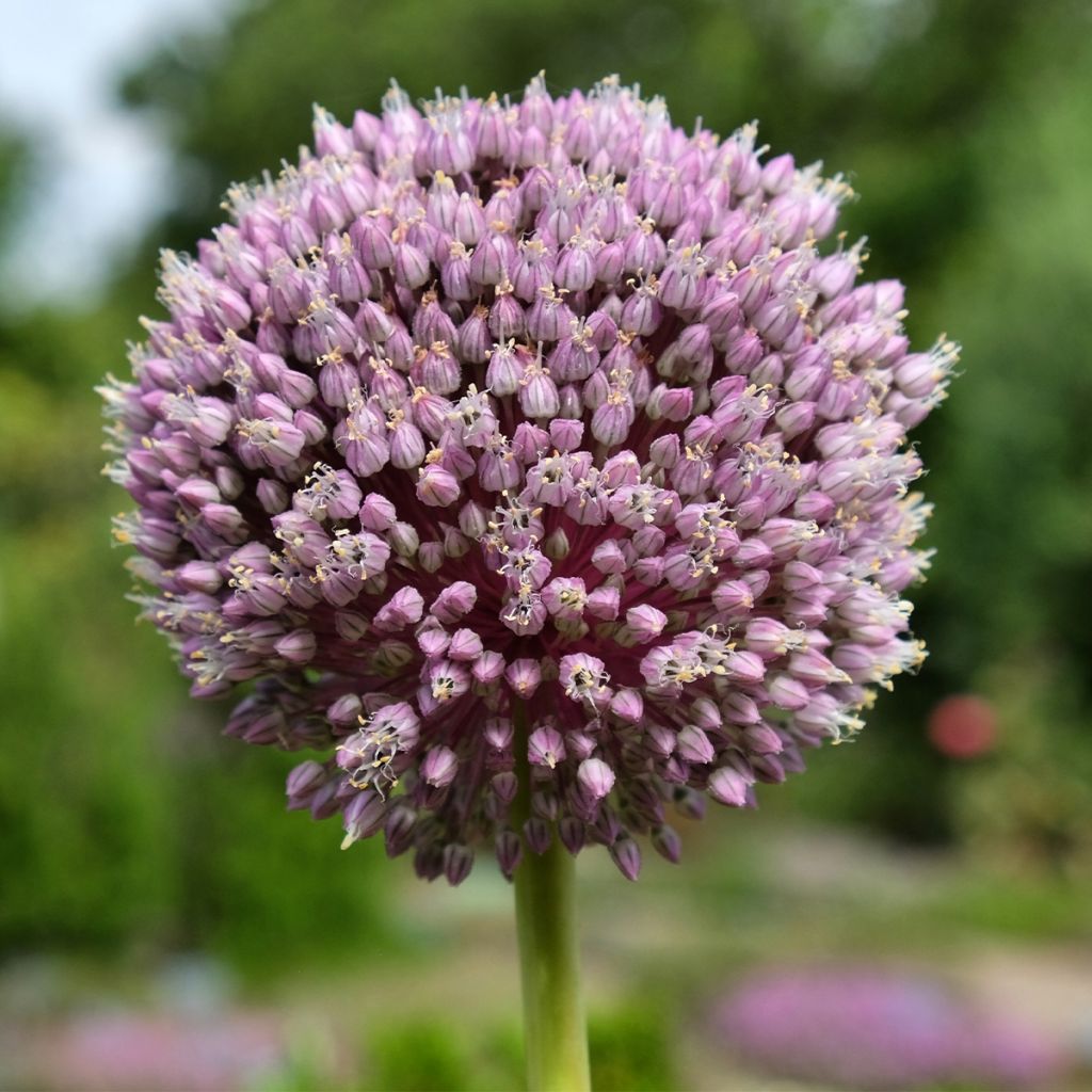 Summer Drummer Allium Seeds