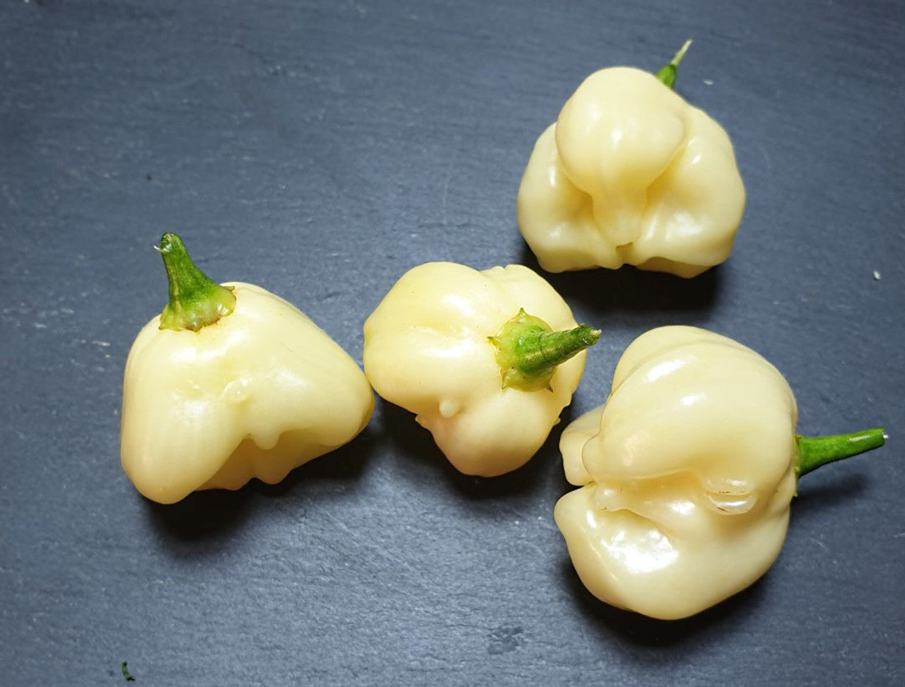 Chilli- Aji White Fantasy