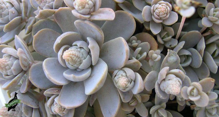 Orostachys Flower Seeds – Heirloom, Non-GMO Flower Seeds for Planting