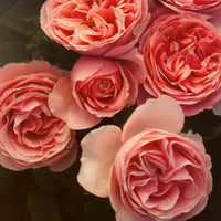 Fragrant Cloud 36 Tree Rose