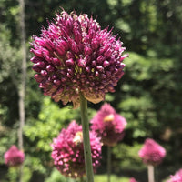 Drumstick Allium Seeds