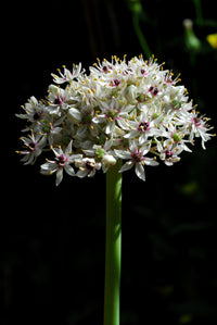 Silver Spring Allium Seeds