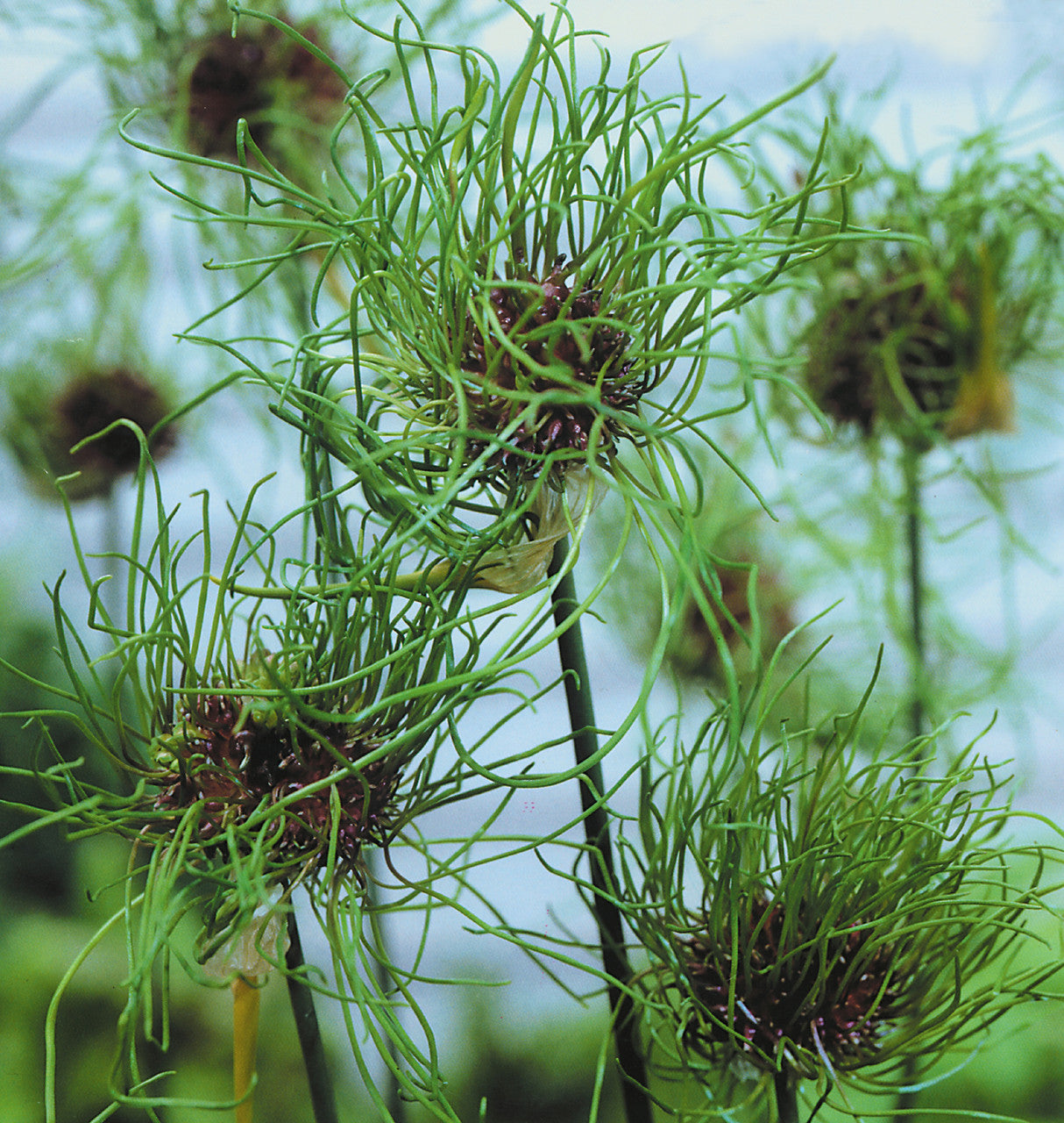Hair Allium Seeds