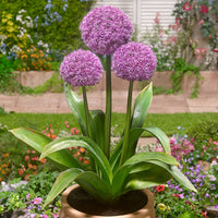 Party Balloons Allium Seeds