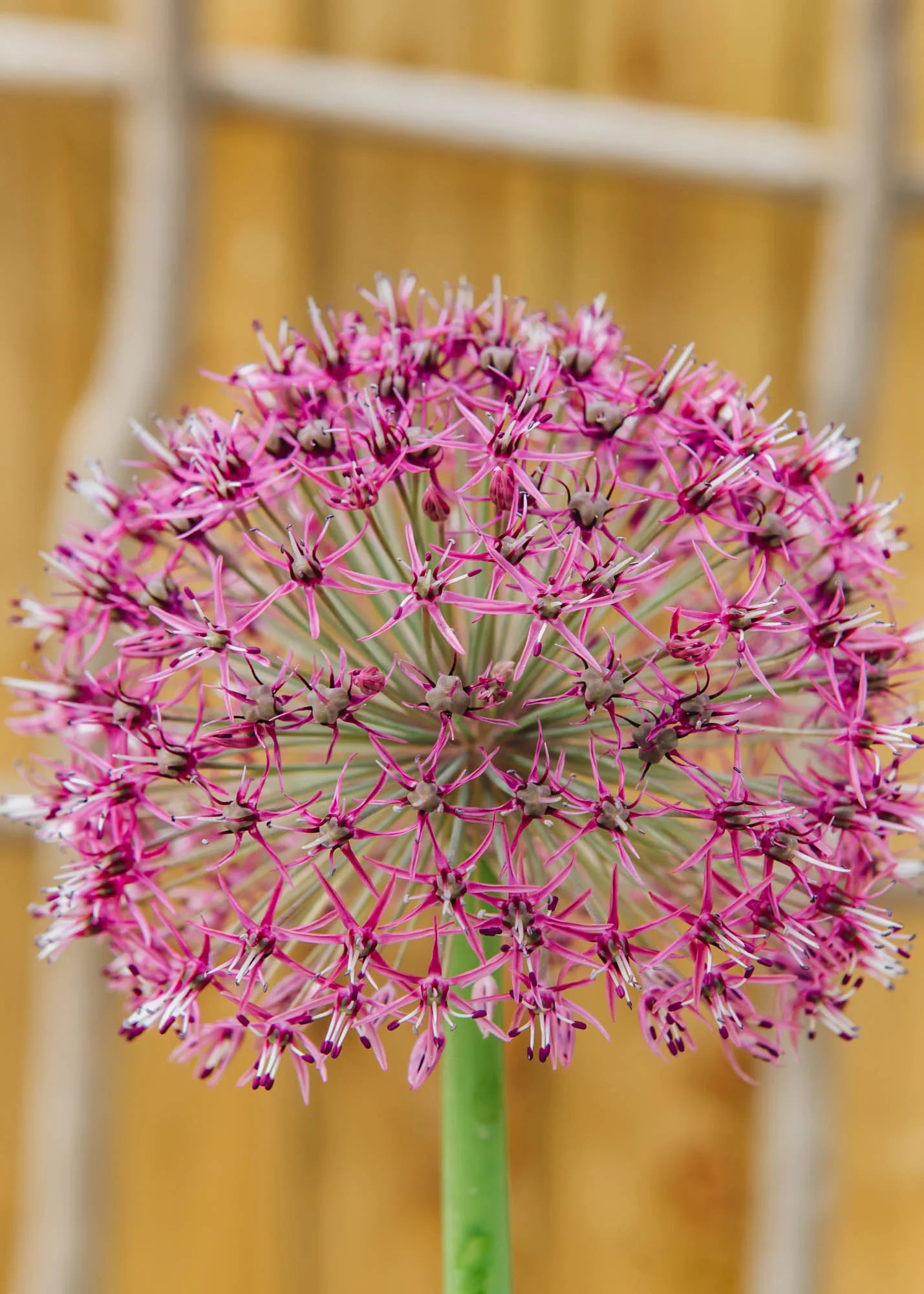 Red Giant Allium Seeds