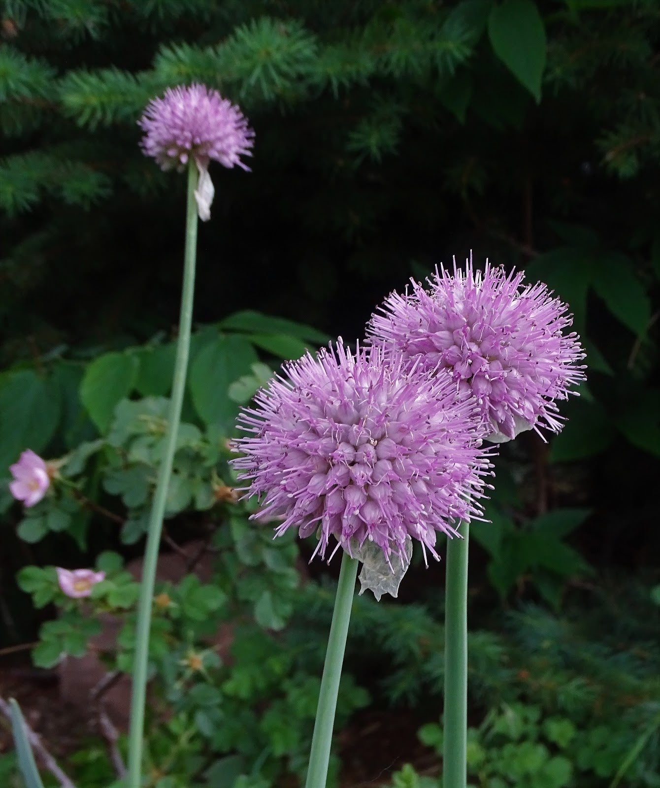 Rosy Dream Allium Seeds