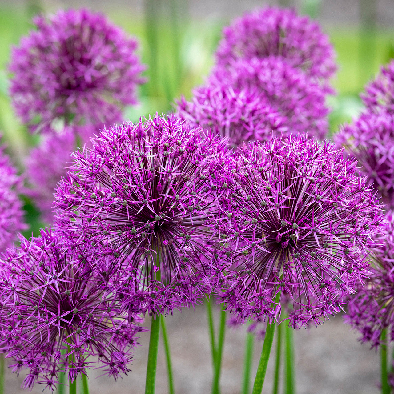 Purple Rain Allium Seeds