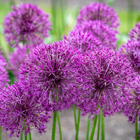 Purple Rain Allium Seeds