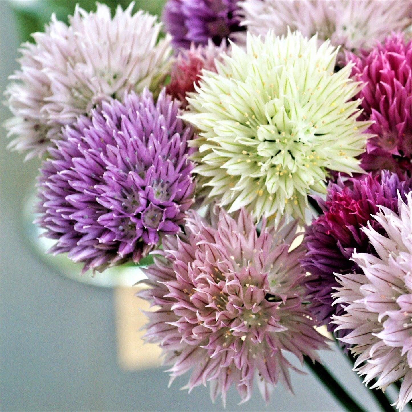 Pastel Pompoms Allium Mixture Seeds