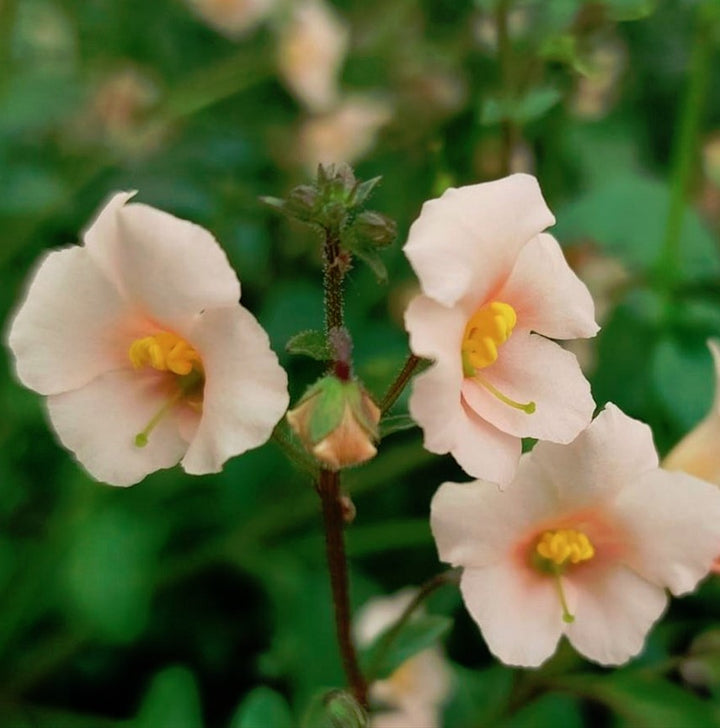 Heirloom Non-GMO Pink Alonsoa Flower Seeds for Delicate Garden Borders and Seasonal Planting