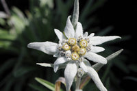 Heirloom Non-GMO Edelweiss Flower Seeds – Alpine Perennial Flower Seeds for Planting