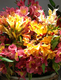 Heirloom Non-GMO Alstroemeria Flower Seeds for Planting – Colorful Peruvian Lily Garden Blooms