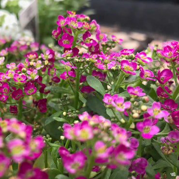 Heirloom Alyssum Ground Cover Flower Seeds for Planting, Non-GMO