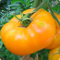 Amanas Orange Tomato Vegetable Seeds for Planting - Heirloom and Non-GMO Garden Seeds