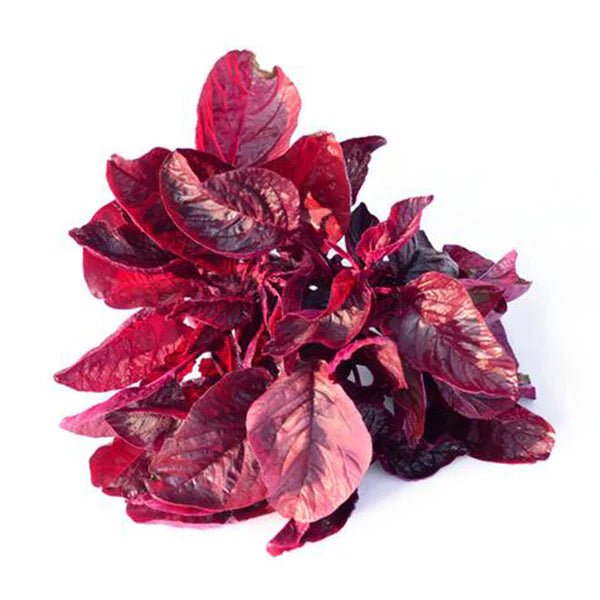 Red Leaf Vegetable Amaranth – Green Seed