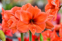 Desire Amaryllis  Seeds