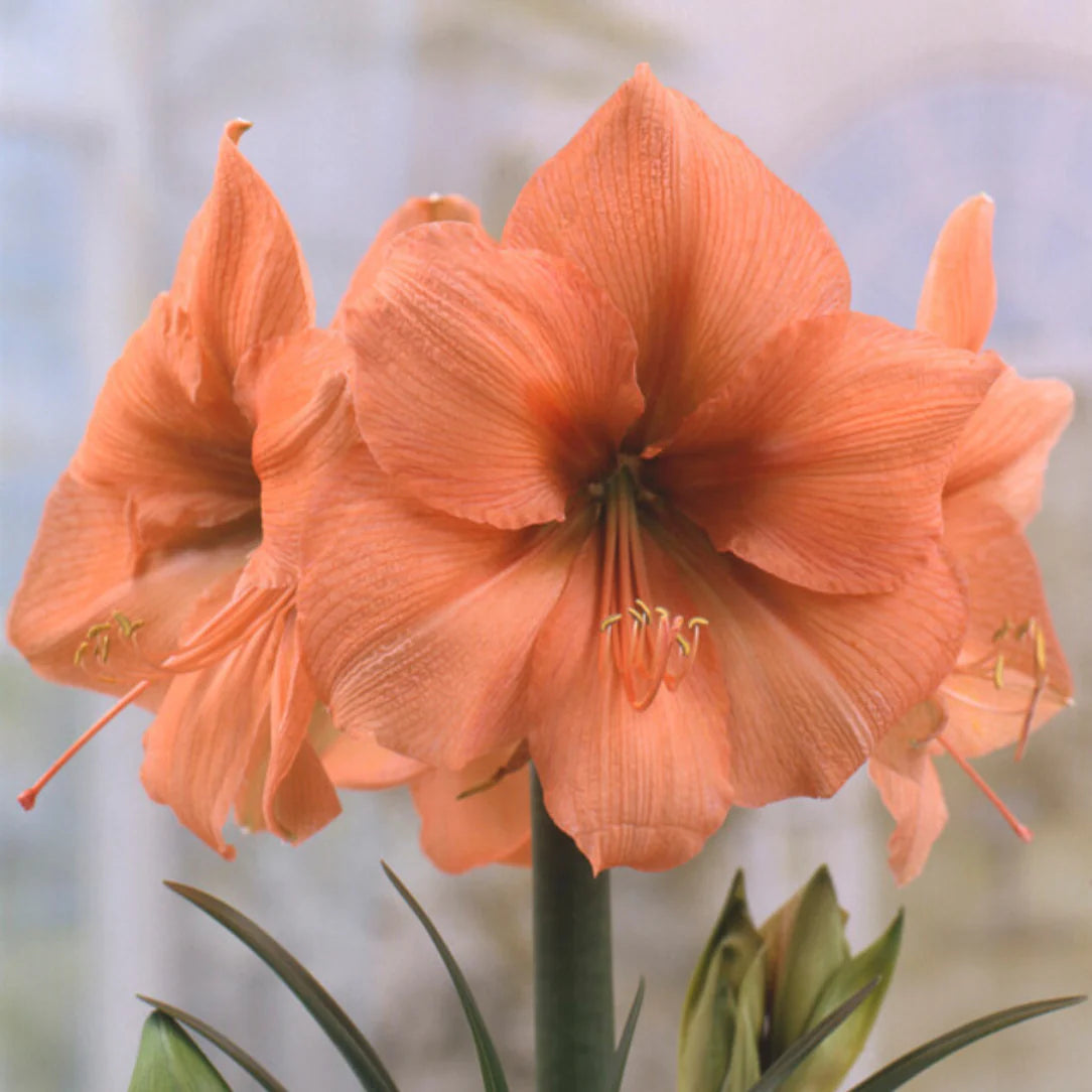 Rilona Amaryllis  Seeds