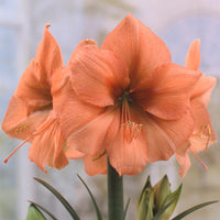 Rilona Amaryllis  Seeds