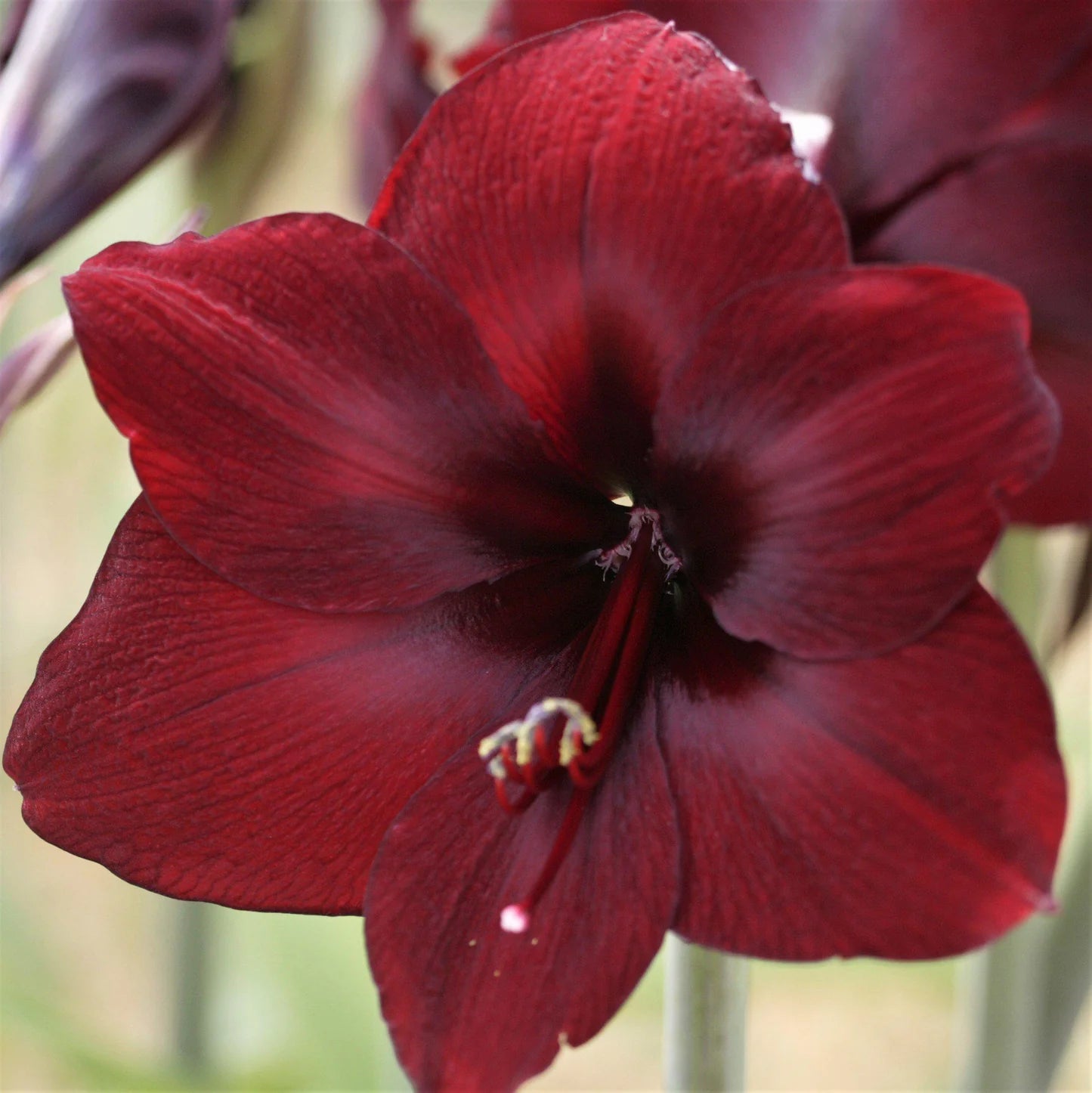 Colossal Benfica Amaryllis Seeds