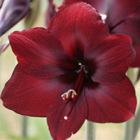 Colossal Benfica Amaryllis Seeds