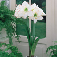 Picotee Amaryllis  Seeds