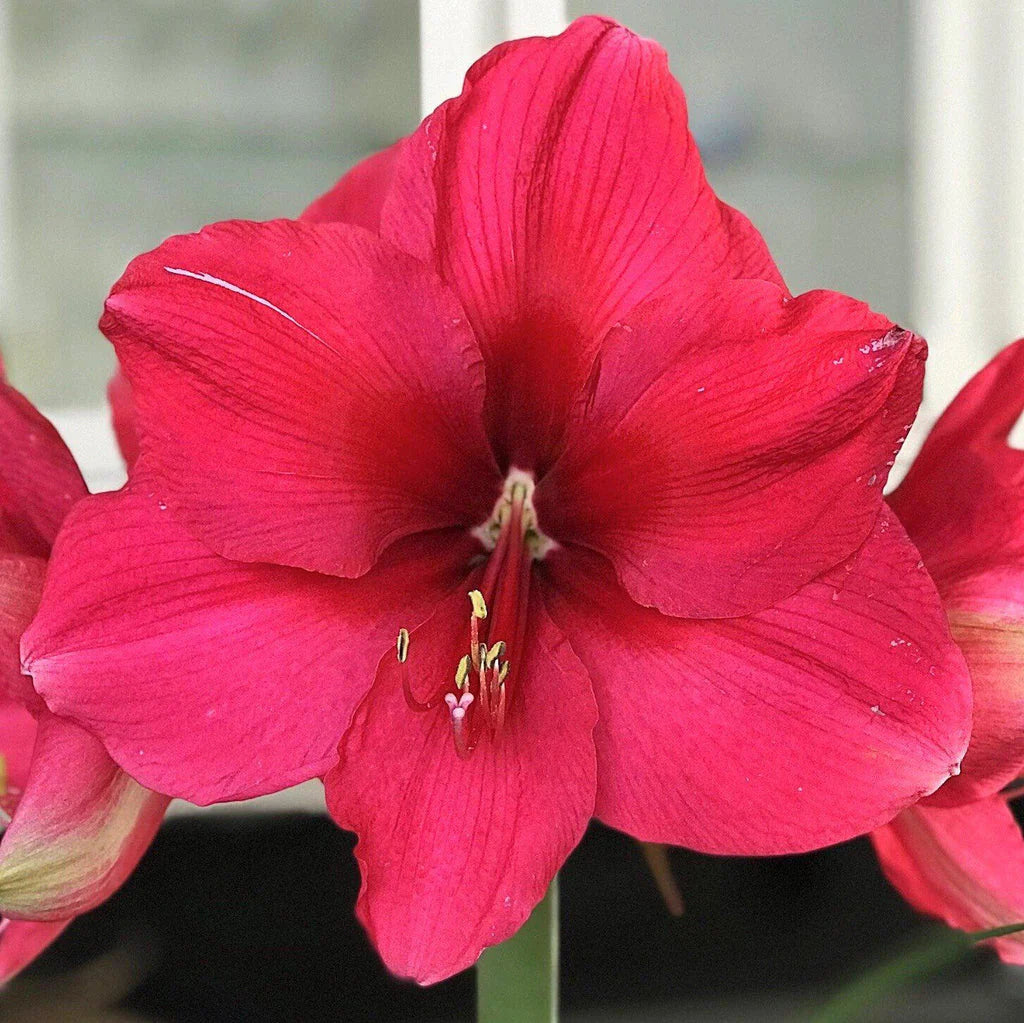 Pink Surprise Amaryllis  Seeds