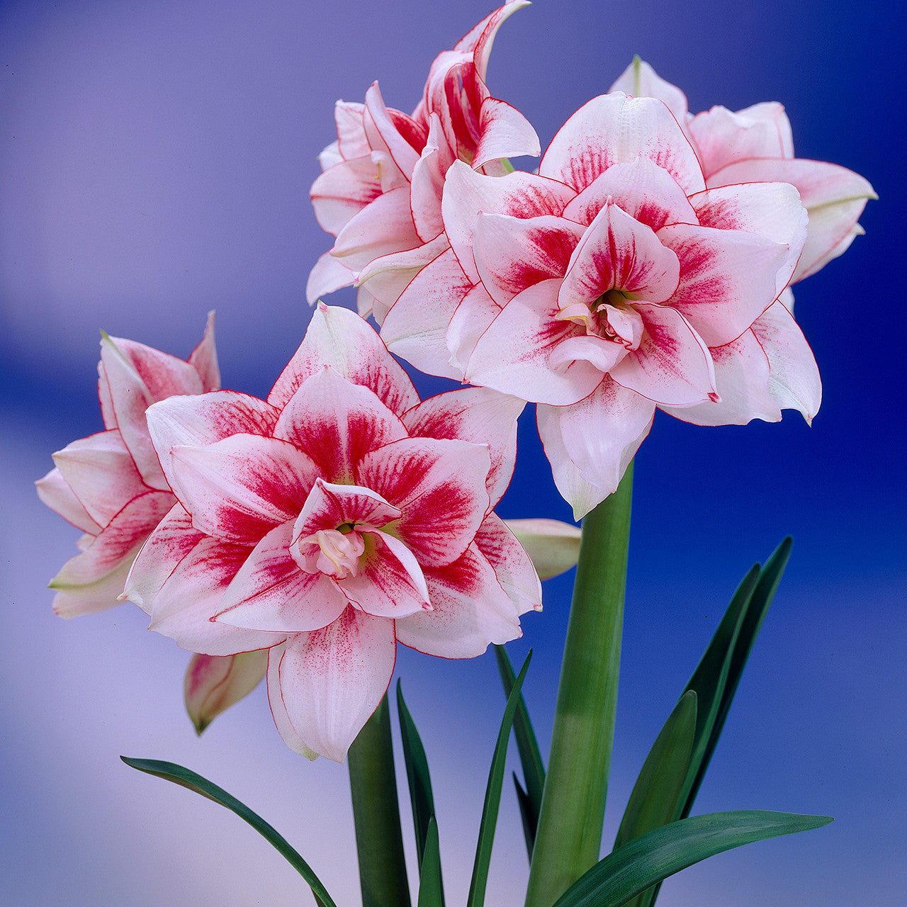 Elvas Amaryllis Seeds