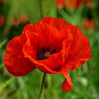 Poppy- American Legion