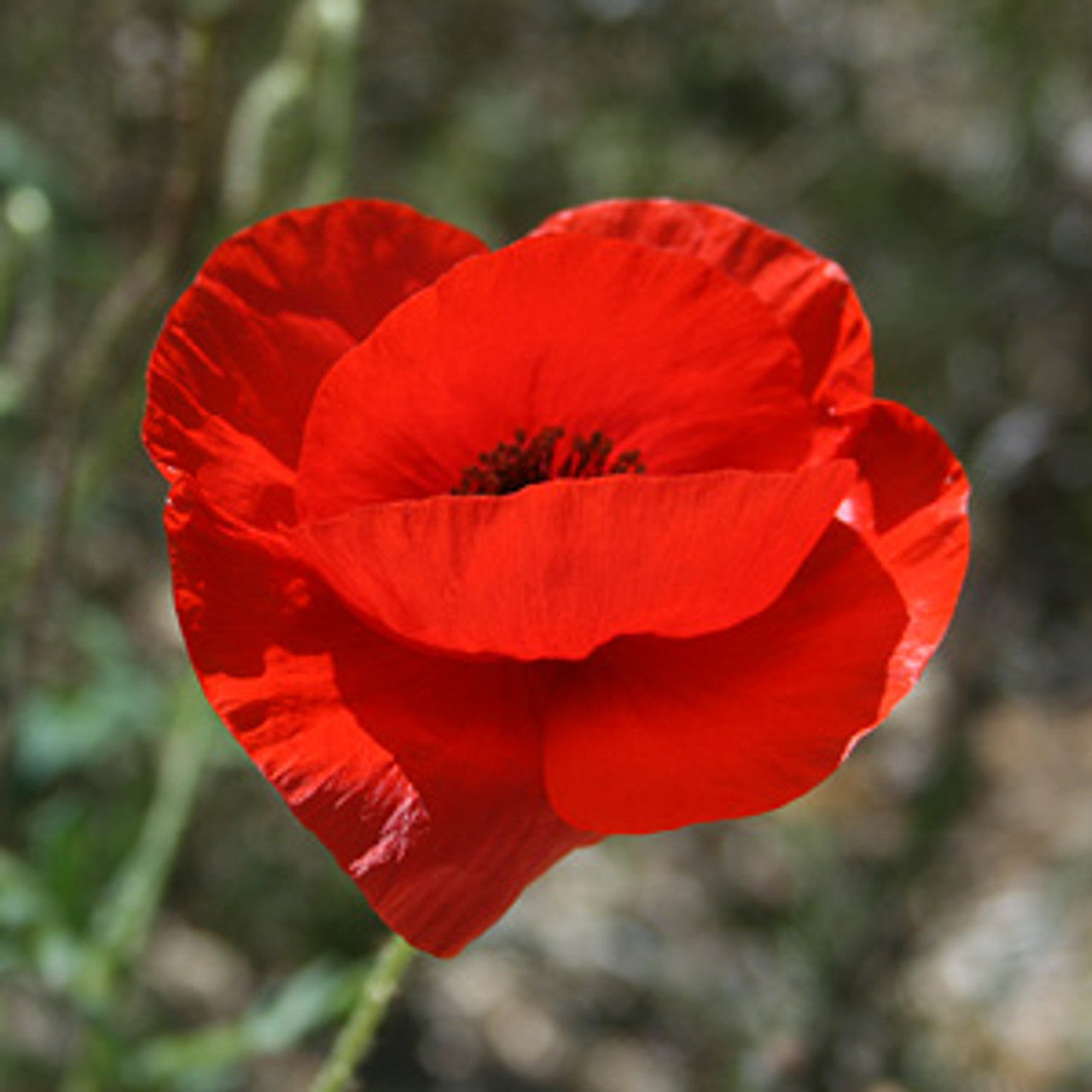 Poppy- American Legion