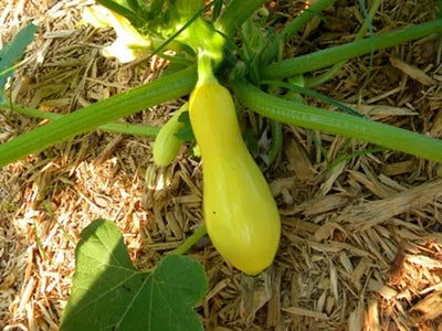 Slick Pik? YS 26 – Yellow Summer Squash Seed