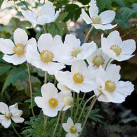 Snowdrop Anemone